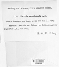 Puccinia senecionicola image